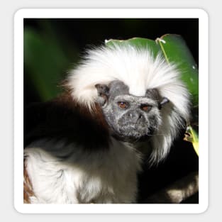 Cotton-top Tamarin Sticker